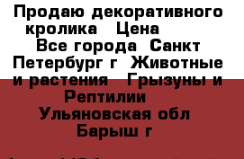 Продаю декоративного кролика › Цена ­ 500 - Все города, Санкт-Петербург г. Животные и растения » Грызуны и Рептилии   . Ульяновская обл.,Барыш г.